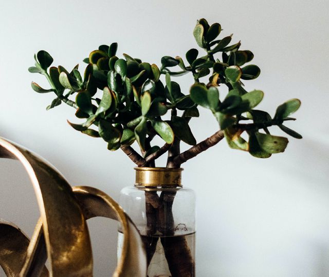 blog-banner-ayurveda ayurvedic healing for holistic health and wellness